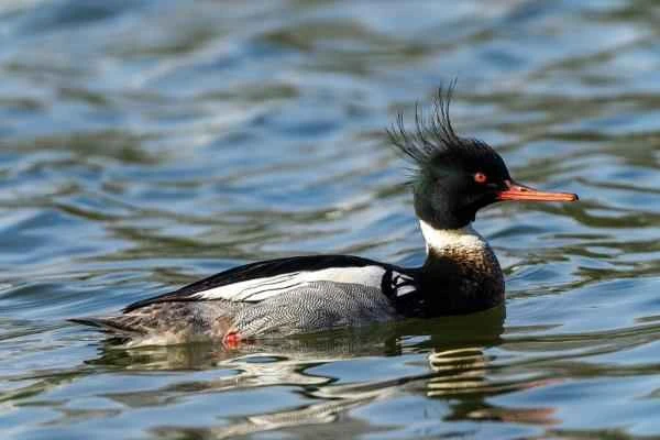 Mediterranean Seabirds - Medium Merganser