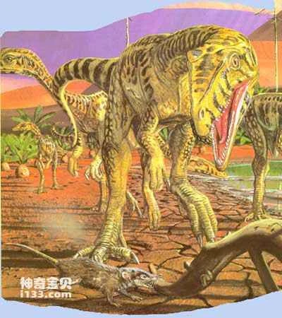 Physical characteristics and lifestyle of Paramecium