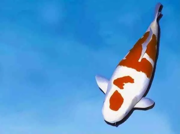 Explore the fish kingdom! Unveiling the wealthy aristocrats of the fish world: the top ten most expensive ornamental fish.