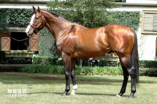 The world's top ten most expensive pets