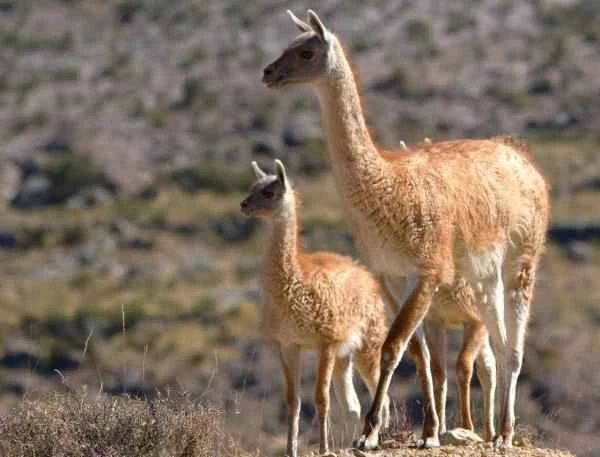 Animals of Patagonia - Guanaco