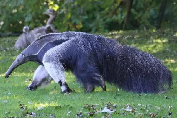 Animales con cola larga - Oso hormiguero gigante (Myrmecophaga tridactyla)