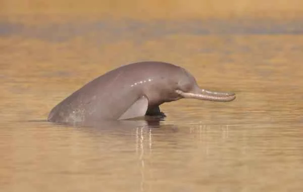 Delfines en peligro de extinción - Delfín del rio Indo