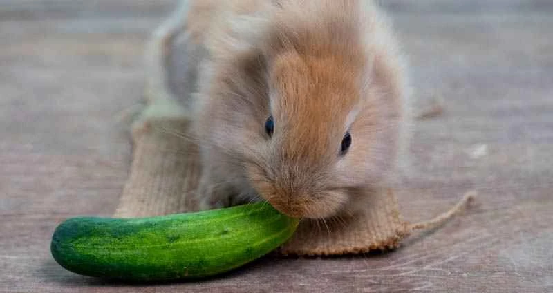 Can rabbits eat cucumbers? A comprehensive rabbit nutrition guide and cucumber safety.