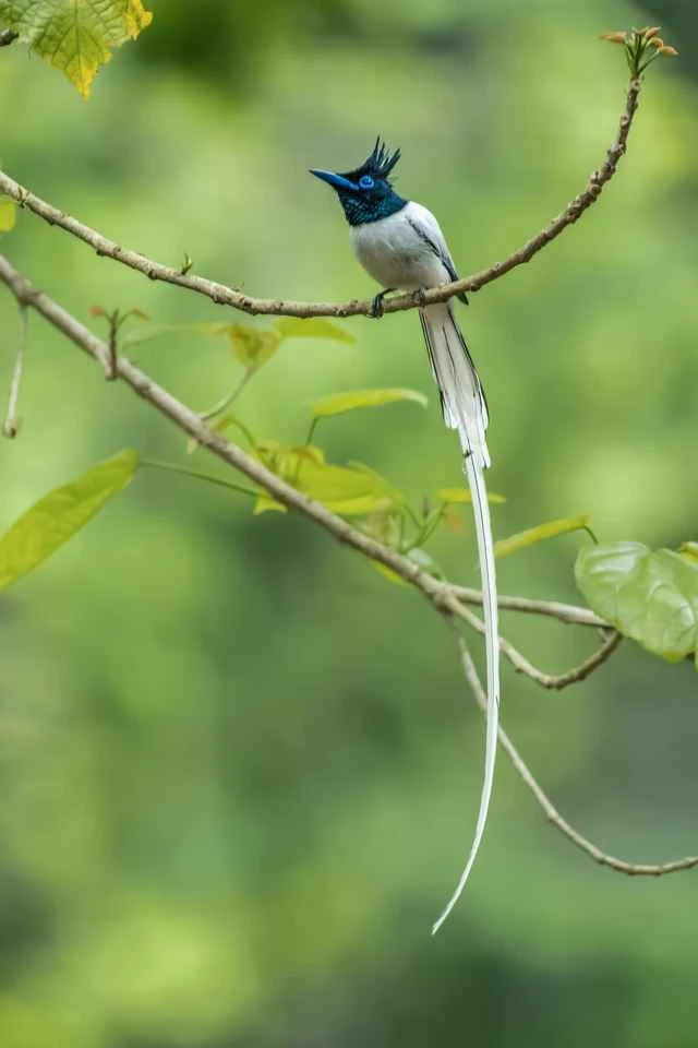The Oriental Paradise Flycatcher, also known as the Indian Ribbon Bird or the Indo-Burmese Paradise Flycatcher. 东方寿带鸟又称印度绶带,印缅寿带
