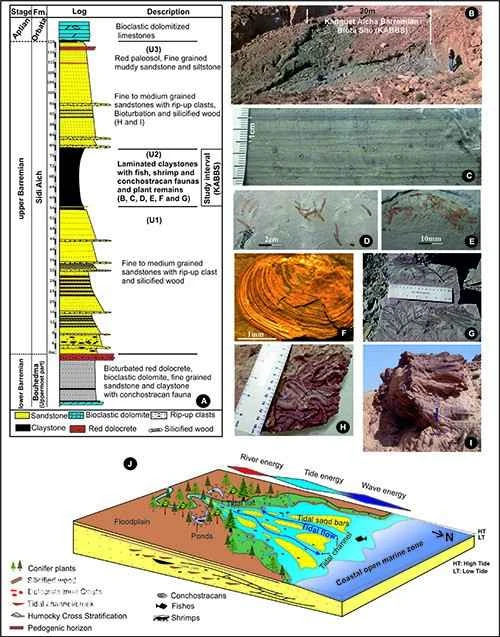 Looking forward to the evolution and latest discoveries of the Tunisian herring