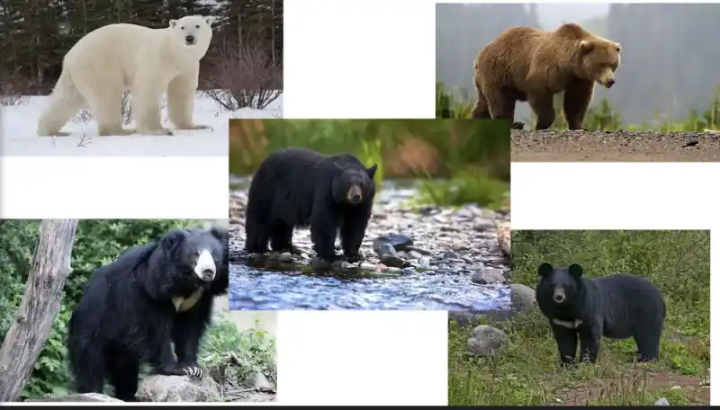What are the most dangerous bears? A comprehensive guide to bear species and safety.