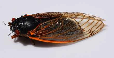 Detailed information and habits of cicadas