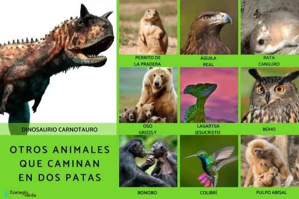 Animales bípedos: Definición and ejemplos - Otros animales bípedos