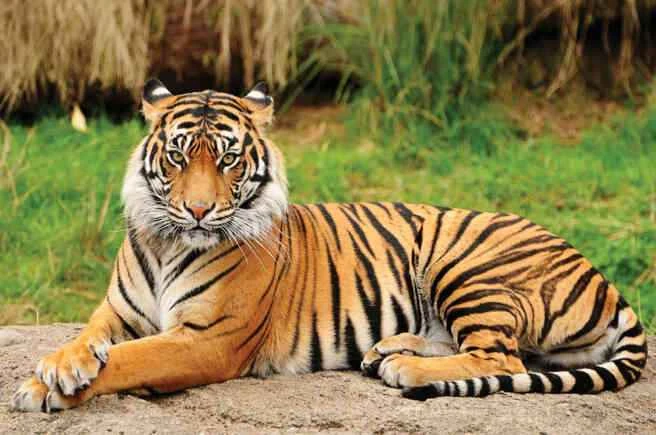Detailed information about tigers and their habits