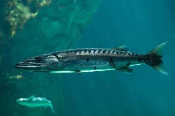 Carnivorous fish: What are they and examples - Barracuda (Sphyraena barracuda)