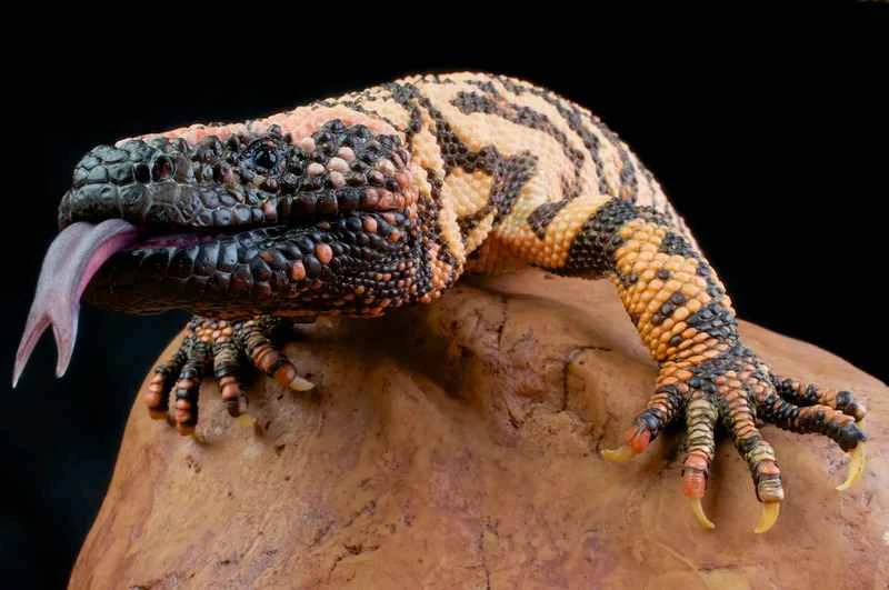 Gila-monster-112.jpg