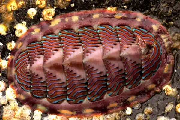 What is a chiton? A comprehensive analysis of its morphological characteristics, diet, and habitat.