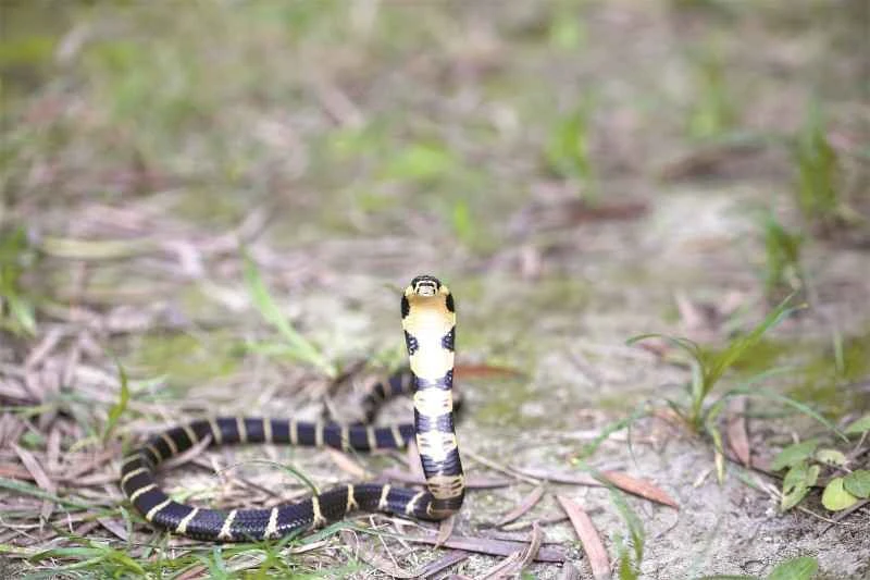 Is the king cobra venomous? — Unveiling the deadly weapon of the world's longest venomous snake.