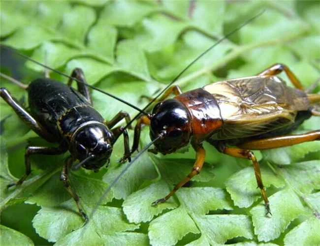 Characteristics and habitat of crickets
