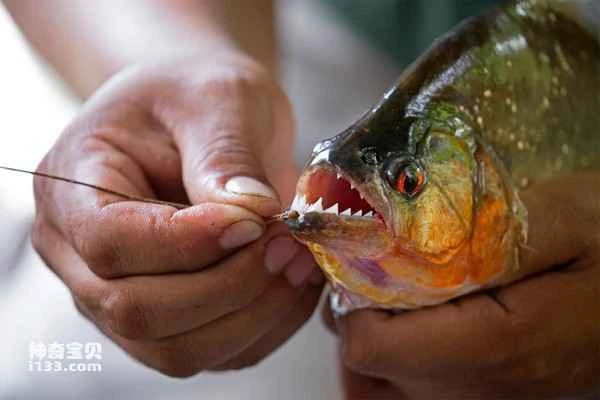 The world's top ten piranhas, the overlords of the fish world
