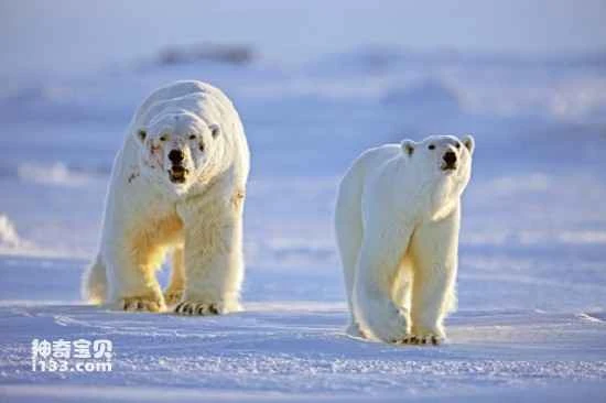 Bloodshed in the animal kingdom caused by jealousy