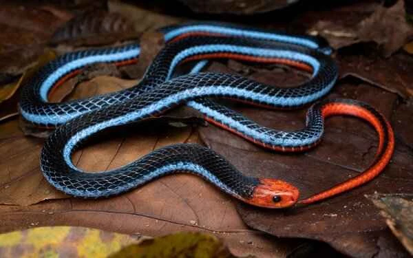 Blue Coral Snake: A Beautiful and Deadly Wonder of Nature