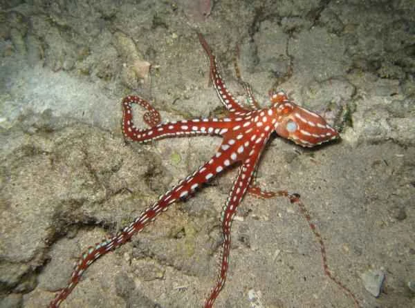 Tipos de pulpos - Pulpo patudo (Octopus macropus)