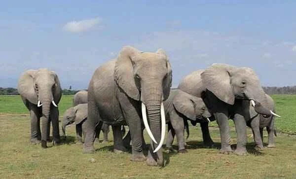 The largest land animal on Earth