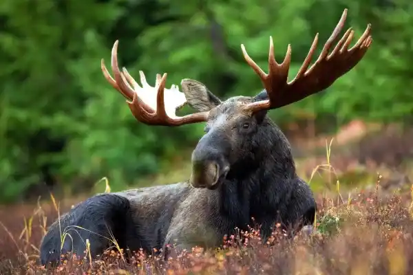 10 Interesting Facts About Moose