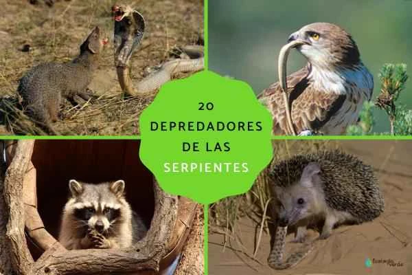 20 Natural Enemies of Snakes: Unveiling the Major Predators of Snakes and Snake-Eating Birds