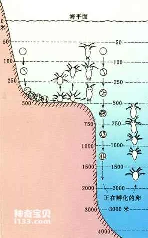 The fascinating life history of Antarctic krill