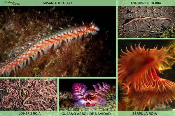 Tipos de gusanos - Los anélidos