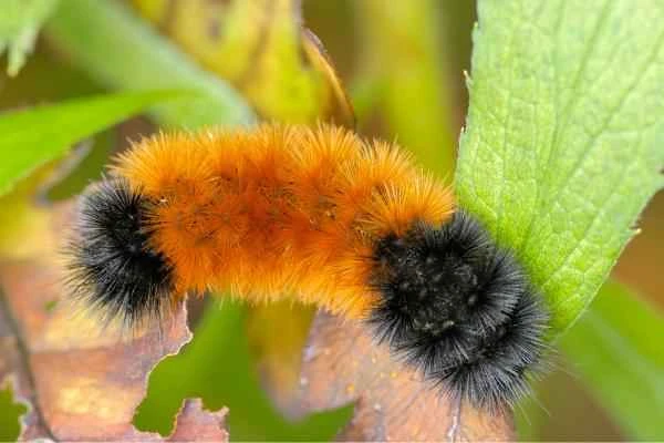 Tipos de orugas - Oruga oso lanudo (Pyrrharctia isabella)