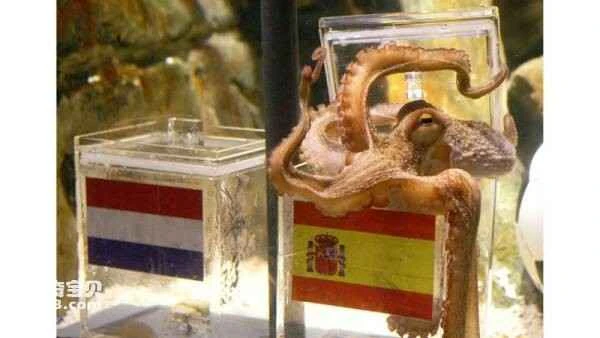 Do octopuses feel pain? Exploring the mysterious inner world of the octopus.