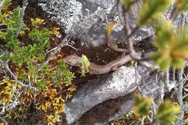 Reptiles of Colombia - Lagartija de Bogotá