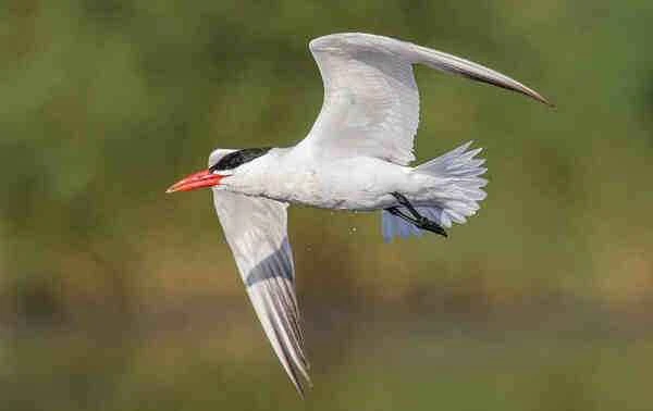 The "mythical bird" has been spotted staying in Jiaozhou Bay; its global population is estimated to be around 100.