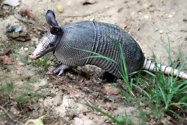 Animales con cola larga - Armadillo gigante (Priodontes maximus)