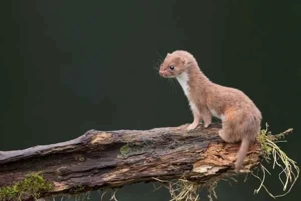 Mustelids: What are they and examples - Weasel (Mustela nivalis)