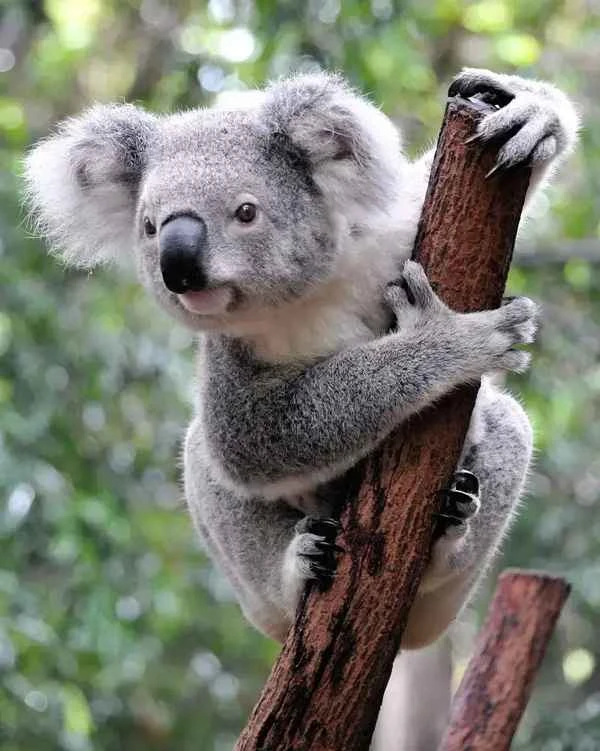 Koala 树袋熊