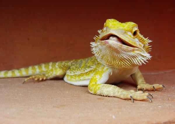 Australian Wildlife Encyclopedia: Characteristics, Distribution, and Diet of the Bearded Dragon (Pogona)