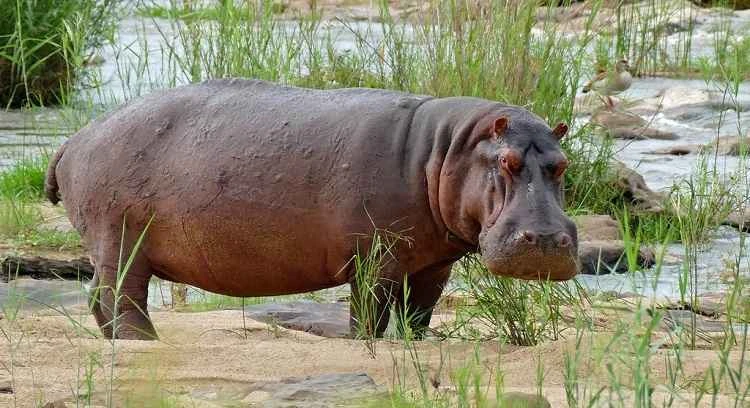 Are hippos land animals? A comprehensive guide to hippo habits and habitats.