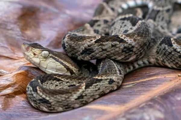 Reptiles de Colombia - Serpiente terciopelo