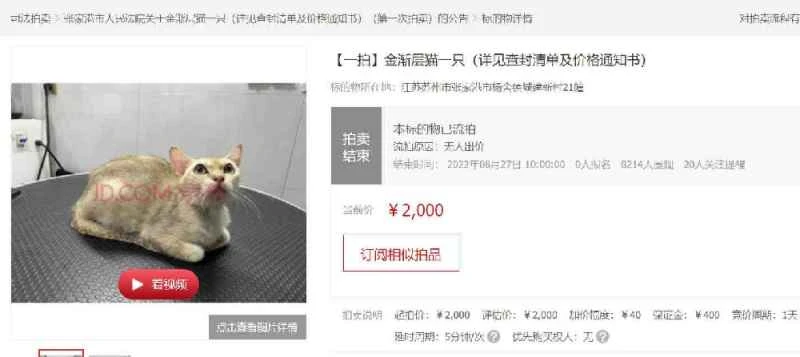 A man in Jiangsu province had his pet cat auctioned off by the court because he owed money to his owner.