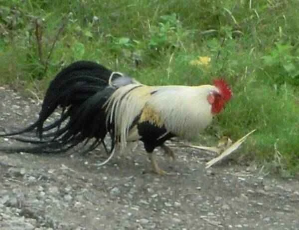 The bird with the longest tail feathers on Earth