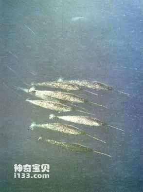 narwhal's living habits