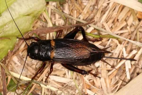 Tipos de grillos - Grillo de dos manchas (Gryllus bimaculatus)