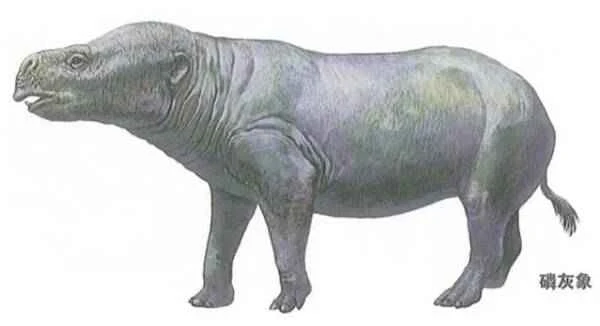磷灰象