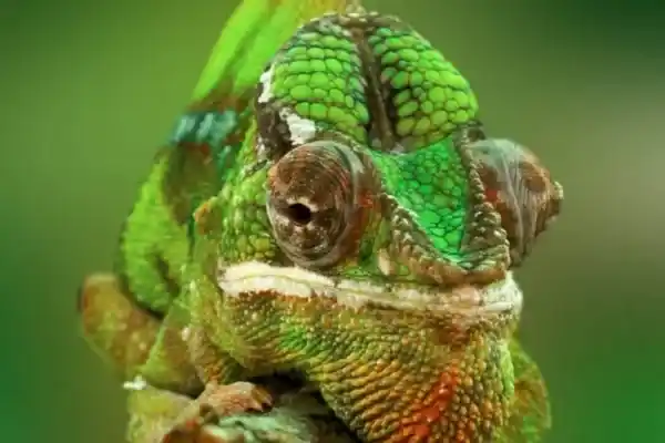 2025082811869443.webp 11.webp