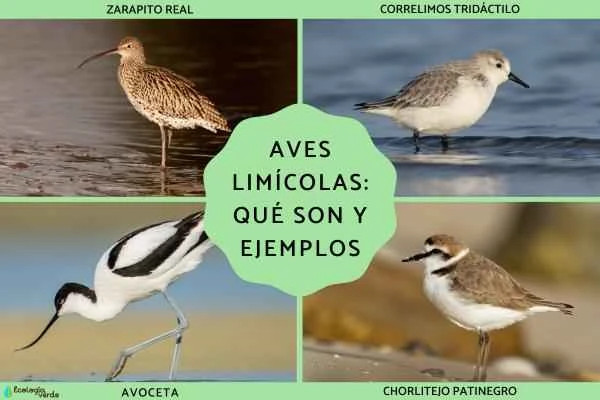 What are shorebirds? 10 typical shorebird species and their characteristics.
