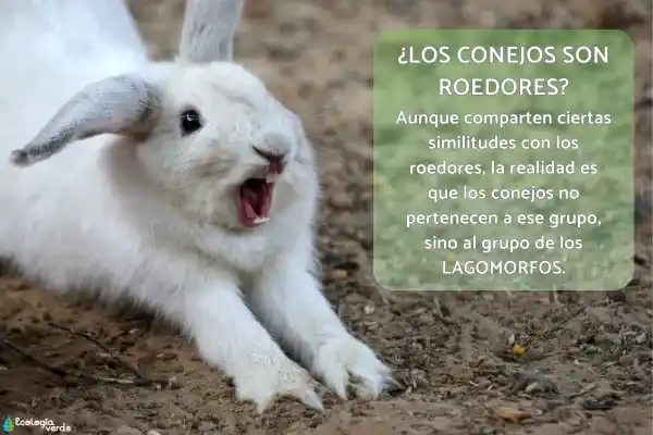 Are rabbits rodents? The real answer is here (with simple comparisons and examples).