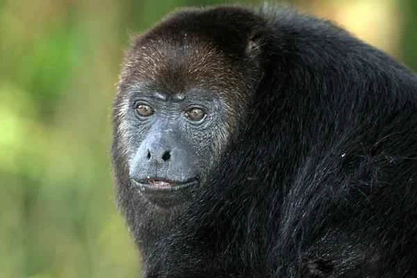 Especies endémicas de Quintana Roo - Mono aullador yucateco o saraguato negro (Alouatta palliata pigra)