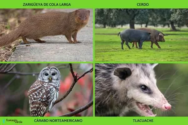 Depredadores de serpientes - Otros depredadores de las serpientes