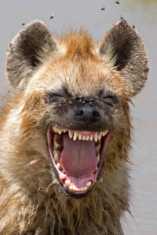 Animals that "laugh": On animal laughter and happy behavior