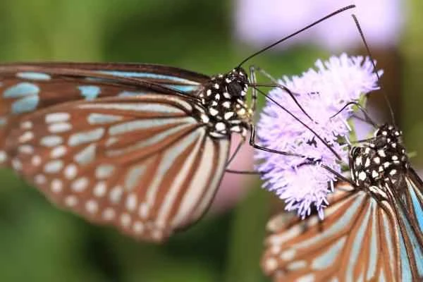 Toothless animals - butterflies (Lepidoptera)